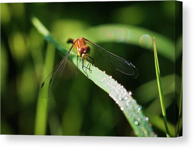 Dragonfly Canvas Print featuring the photograph Hdr02 by Gordon Semmens