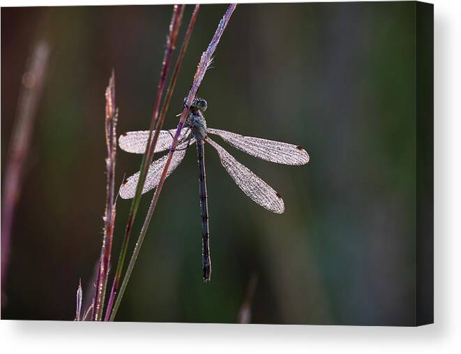 Dragonfly Canvas Print featuring the photograph Hdr07-1 by Gordon Semmens