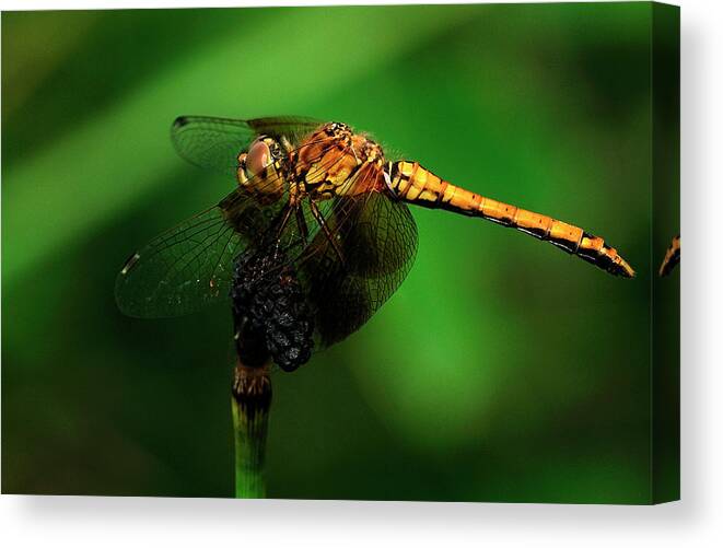 Dragonfly Canvas Print featuring the photograph Hdr20 by Gordon Semmens