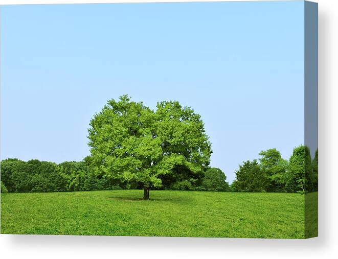 Grass Canvas Print featuring the photograph Heart Shaped Tree, Saitama Prefecture by Photolife/a.collectionrf