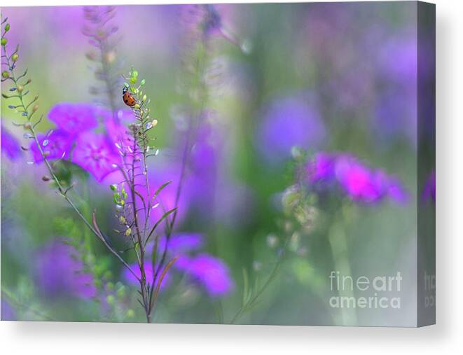 Purple And Lavender Phlox Canvas Print featuring the photograph Heartsong In The Meadow by Mary Lou Chmura