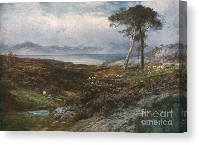 People Canvas Print featuring the drawing Heather Scottish Highlands by Print Collector