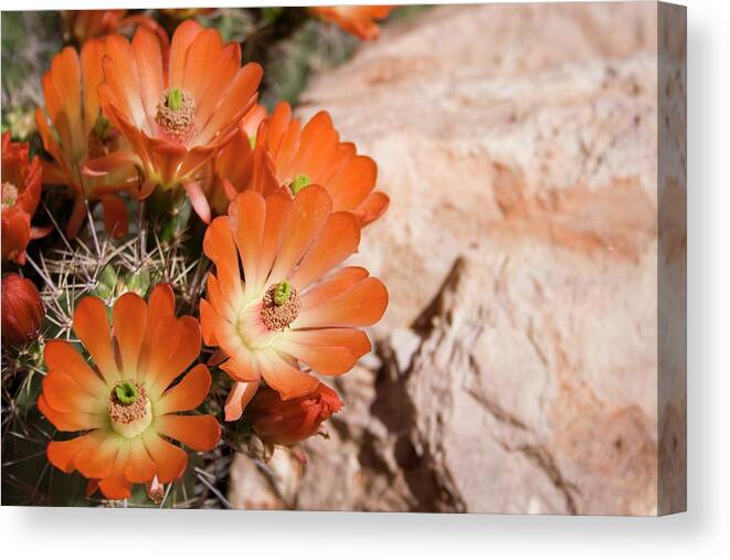 Orange Color Canvas Print featuring the photograph Hedgehog Blossoms by Lokibaho