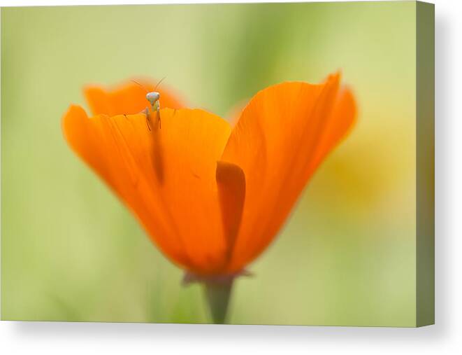 Macro Canvas Print featuring the photograph Hello World by Fabien Bravin