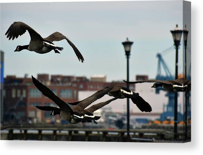 Bird Canvas Print featuring the photograph Heralding Springs Arrival by Vicky Edgerly