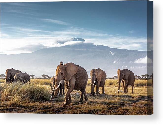 Elephant Canvas Print featuring the photograph Herd of African Elephants in Front of Kilimanjaro by Good Focused