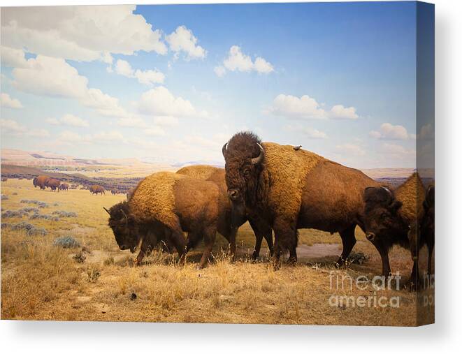 Big Canvas Print featuring the photograph Herd Of Bison by Pricem