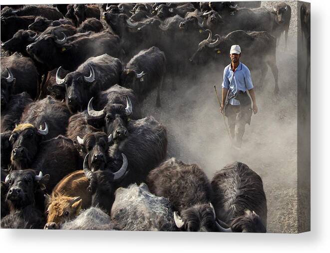 Beef Canvas Print featuring the photograph Herd Of Cattle by Zhd Bilgin