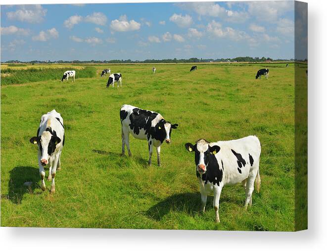Grass Canvas Print featuring the photograph Herd Of Cows On Meadow by Raimund Linke