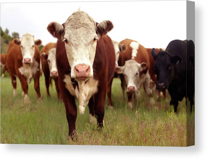 Grass Canvas Print featuring the photograph Hereford Cattle by John P Kelly