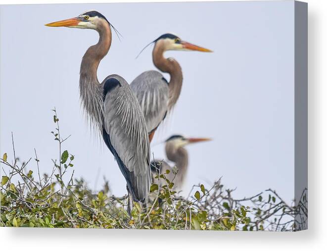 Heron Canvas Print featuring the photograph Herons Showing a Little Heart by Christopher Rice
