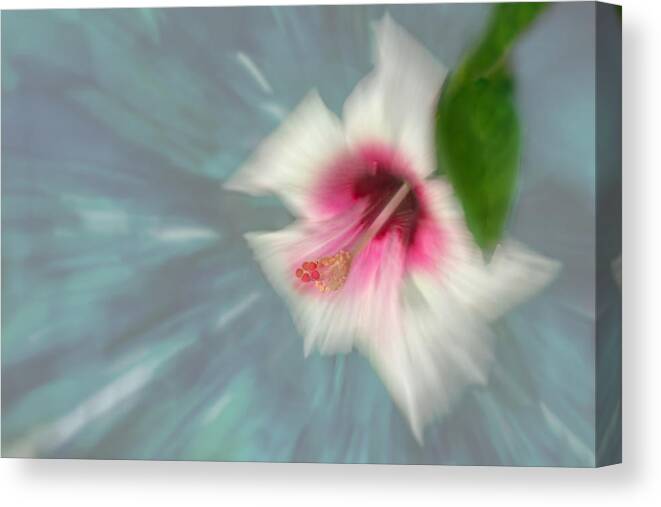 Hibiscus Canvas Print featuring the photograph Hibiscus by Florent Dirk Thies