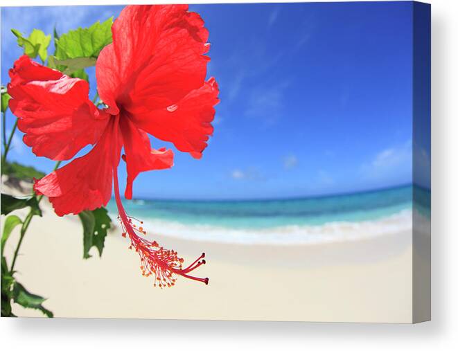 Outdoors Canvas Print featuring the photograph Hibiscus Flower by Imagewerks