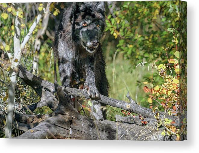 Wolf Canvas Print featuring the photograph Hiding in Shadows by Ronnie And Frances Howard