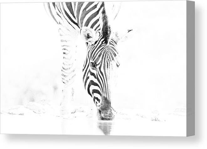 Zebra Canvas Print featuring the photograph High Key Zebra Drinking by Mark Hunter
