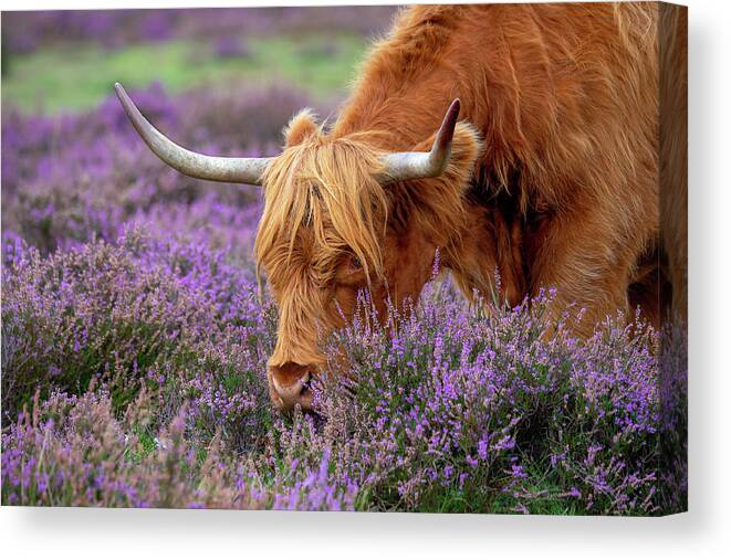 Cow Canvas Print featuring the photograph Highland Graze by Jacky Parker