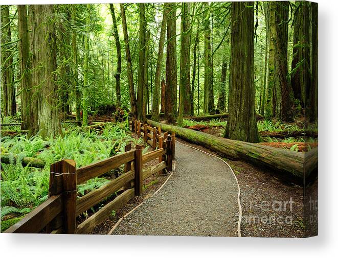 Macmillan Canvas Print featuring the photograph Hiking In Rain Forest In Macmillan by 2009fotofriends