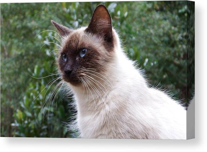 Himalayan Canvas Print featuring the photograph Himalayan Cat 2 by Cathy Harper