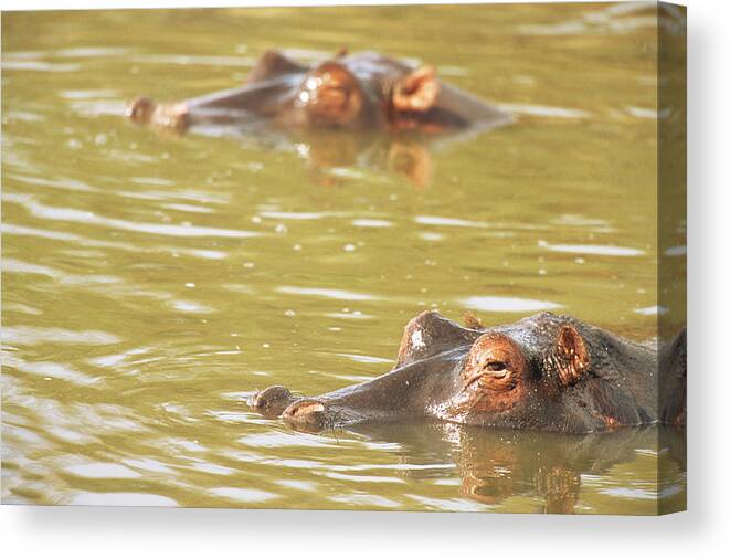 Kenya Canvas Print featuring the photograph Hippos Bathing by James Warwick