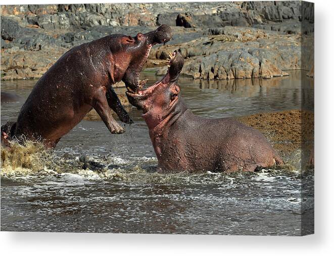 Hippo Canvas Print featuring the photograph Hippos Fight by Nicols Merino