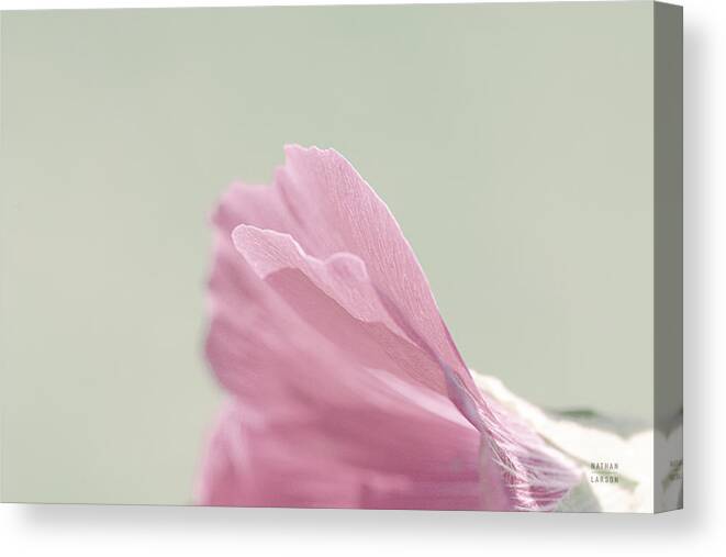 Floral Canvas Print featuring the photograph Hollyhock Edge by Nathan Larson