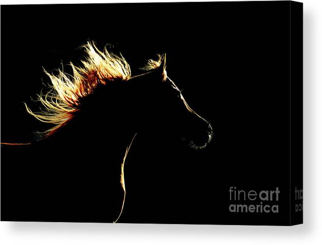 Equestrian Canvas Print featuring the photograph Horse Silhouette On The Dark Background by Makarova Viktoria