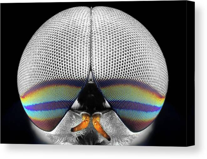 Macro Canvas Print featuring the photograph Horsefly Portrait by Donald Jusa
