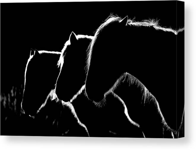 Horses Canvas Print featuring the photograph Horses B&w by Michel Romaggi