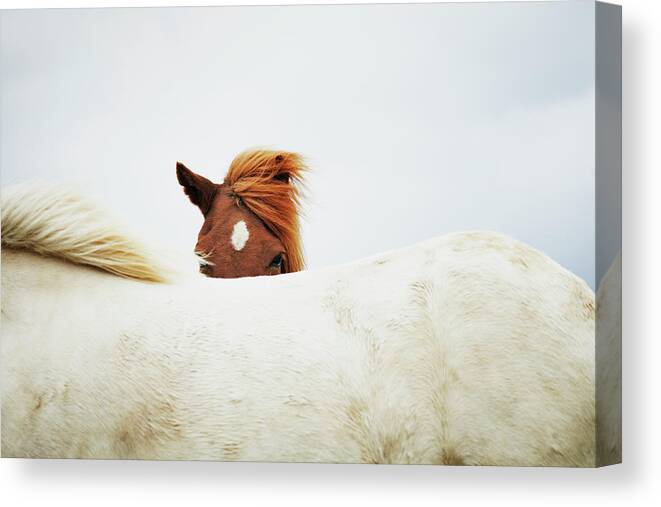 Animal Themes Canvas Print featuring the photograph Horses by Markus Renner