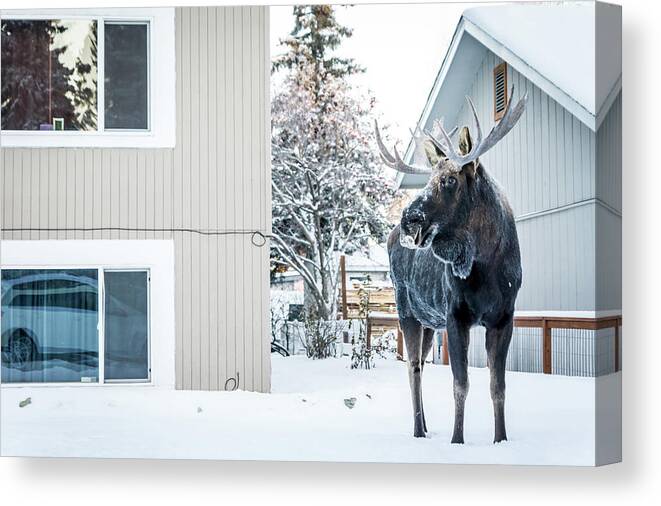 Alaska Canvas Print featuring the photograph House Moose by Framing Places