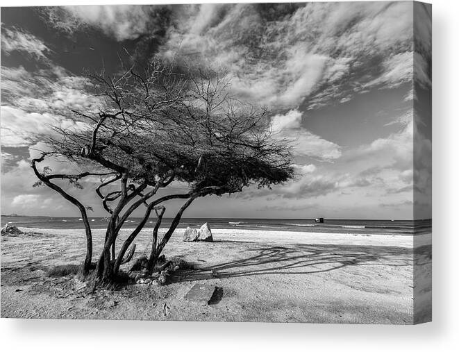 Aruba Canvas Print featuring the photograph How I Handle The Trade Wind by Frank Li