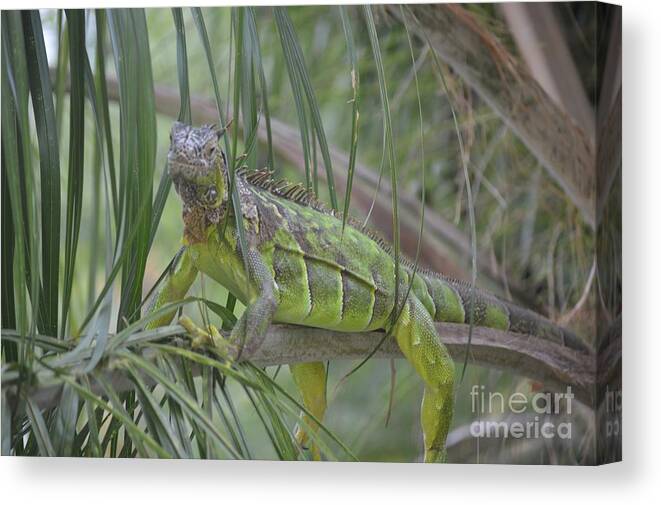  Aicy Canvas Print featuring the photograph How Relaxed Can I Get? by Aicy Karbstein