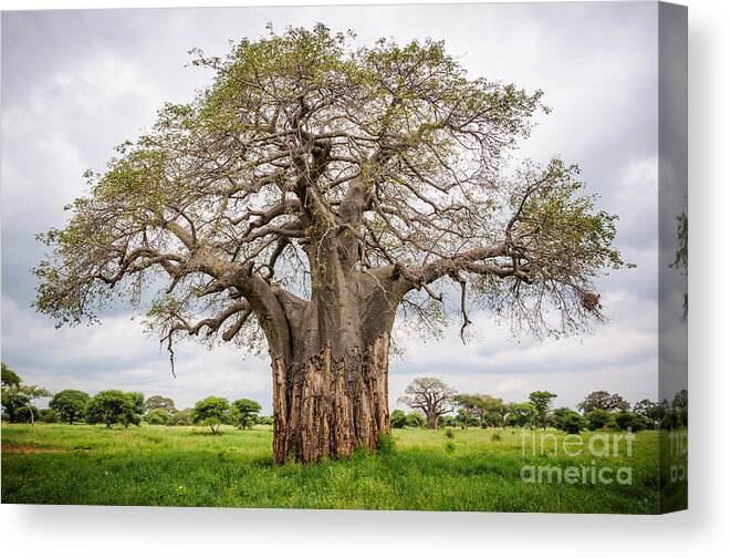 Big Canvas Print featuring the photograph Huge Baobab Tree In The Tarangire by Gabor Kovacs Photography