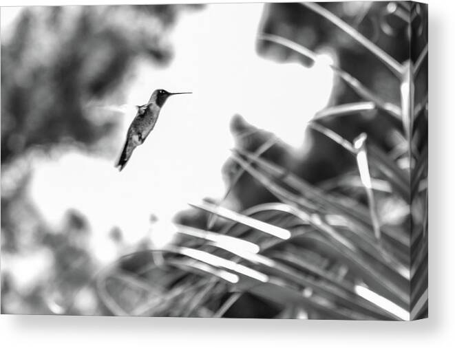 Photograph Canvas Print featuring the photograph Humminbird in Black and White by Kelly Thackeray
