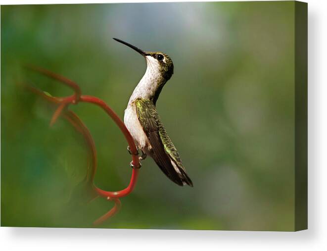 Hummingbird Canvas Print featuring the photograph Hummingbird Eloquent Appeal by Christina Rollo