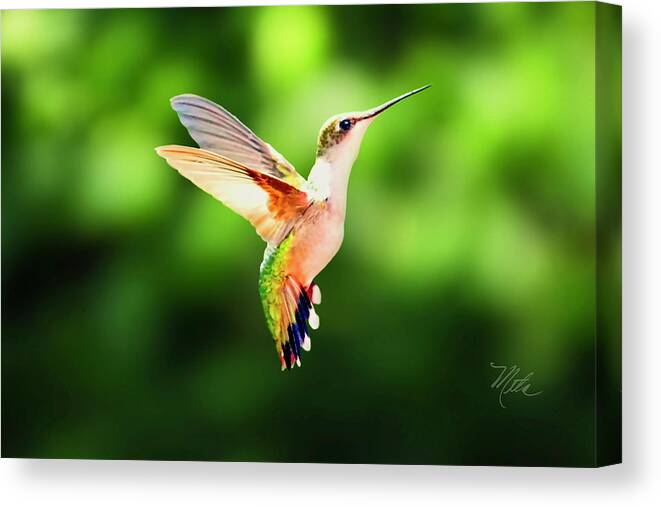 Female Ruby Throat Canvas Print featuring the photograph Hummingbird Hovering by Meta Gatschenberger
