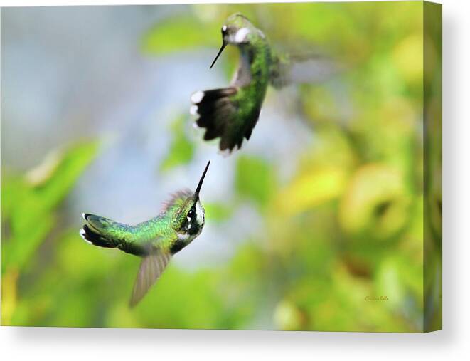 Hummingbirds Canvas Print featuring the photograph Hummingbirds Ensuing Battle by Christina Rollo