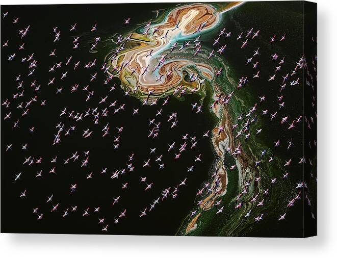 Flamingos Canvas Print featuring the photograph Hundreds Of Flamingos by John J. Chen