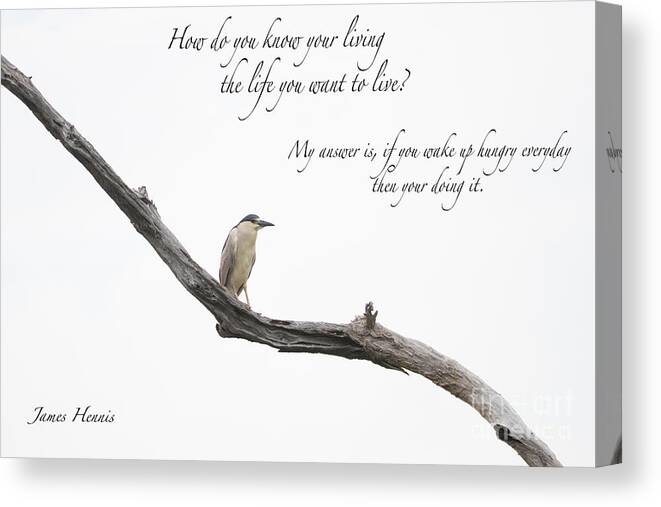 Bird Canvas Print featuring the photograph Hungry for Life by Metaphor Photo