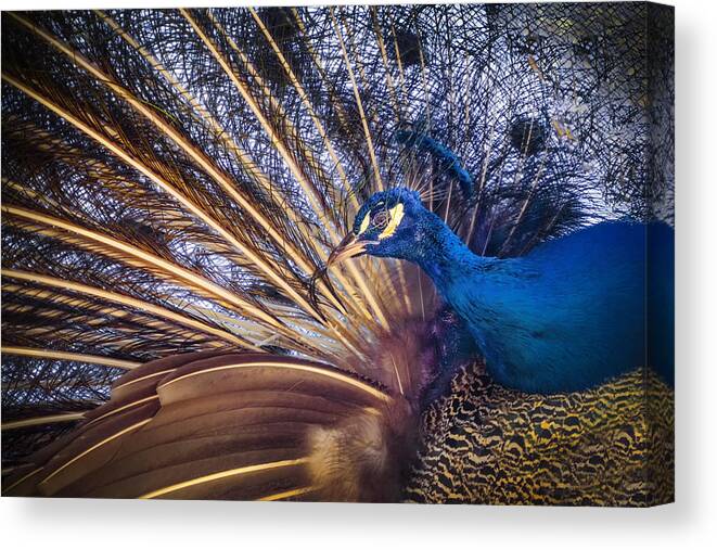 #peafowl
#different Canvas Print featuring the photograph I Am Different! by Bogdan Timiras