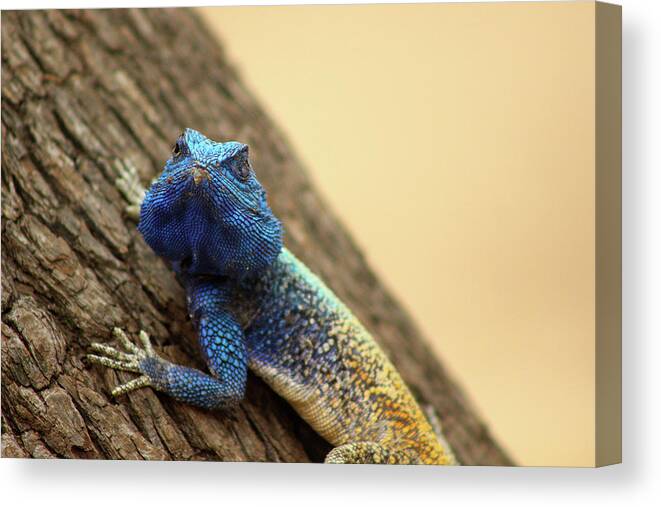  Canvas Print featuring the photograph I am turning Blue ... by Eric Pengelly
