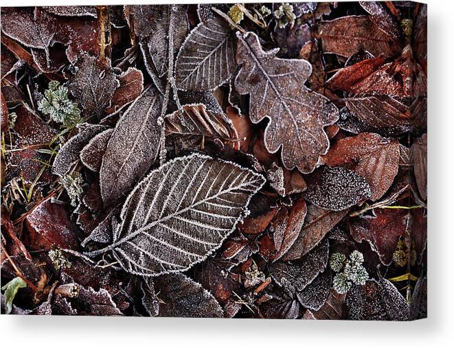 Estock Canvas Print featuring the digital art Iced Frosted Leaves by Fm Doyle