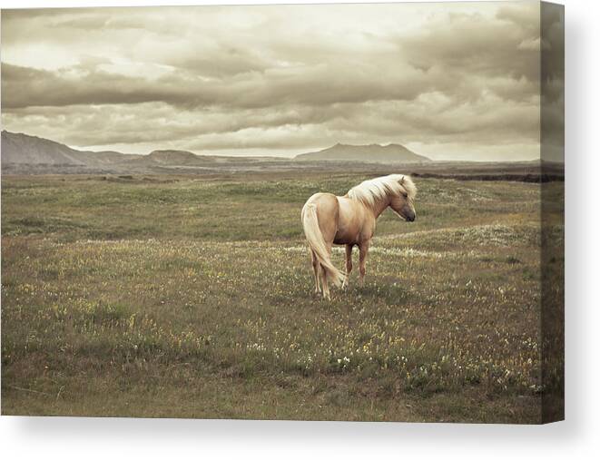 Horse Canvas Print featuring the photograph Icelandic Horse by Daniel Shapiro