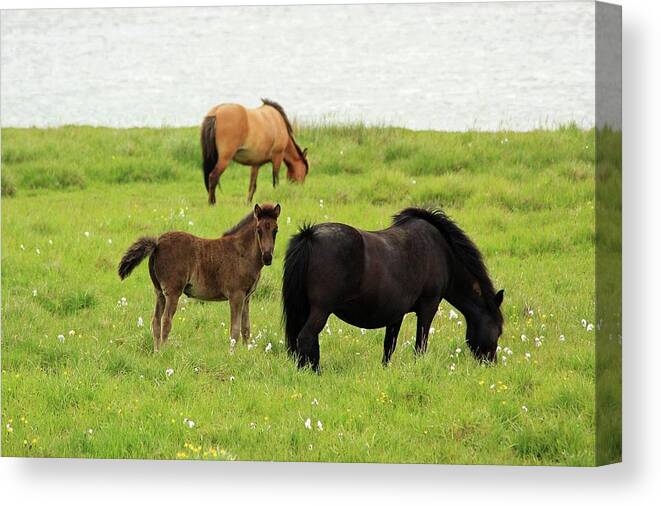Horse Canvas Print featuring the photograph Icelandic Horses by Andrea Schaffer