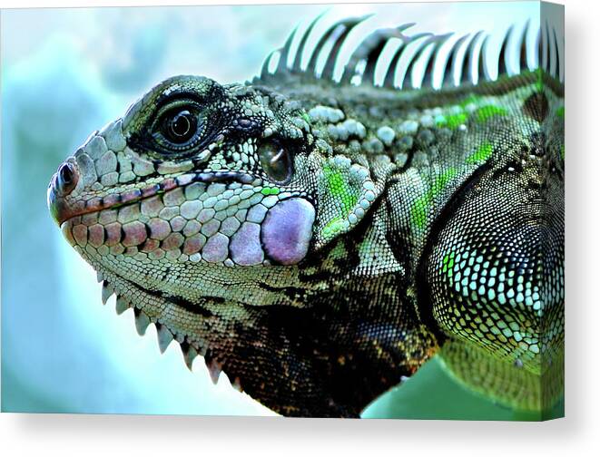 Iguana Canvas Print featuring the photograph Iggy by Climate Change VI - Sales