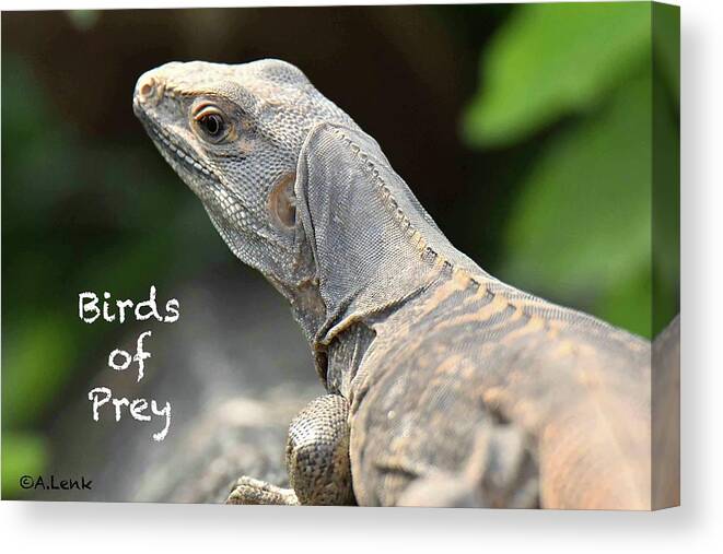 Not Applicable Canvas Print featuring the photograph Iguana Title Slide for Birds of Prey by Alan Lenk