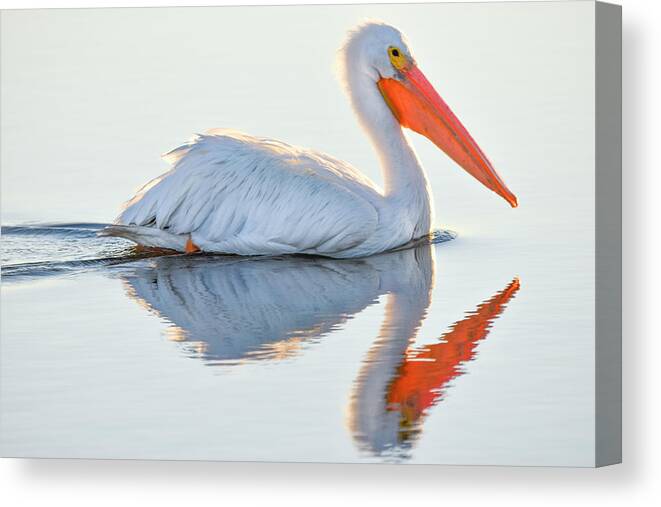 White Pelican Canvas Print featuring the photograph Illuminated Reflections by Christopher Rice