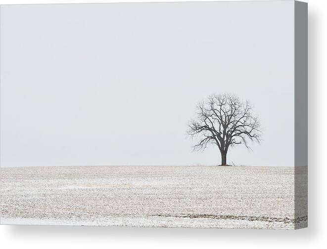 Tree Canvas Print featuring the photograph Im Still Standing by Greg Hayhoe