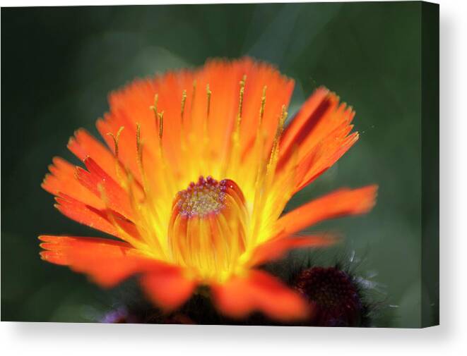 Orange Canvas Print featuring the photograph In the eye of the Beholder by Nathan Carlsen