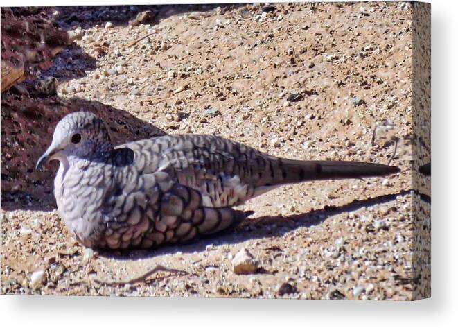 Affordable Canvas Print featuring the photograph Inca Dove in the Sonoran Desert by Judy Kennedy